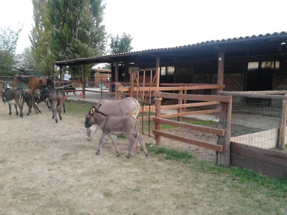 Agriturismo Casa Carpanelli Nonantola エクステリア 写真